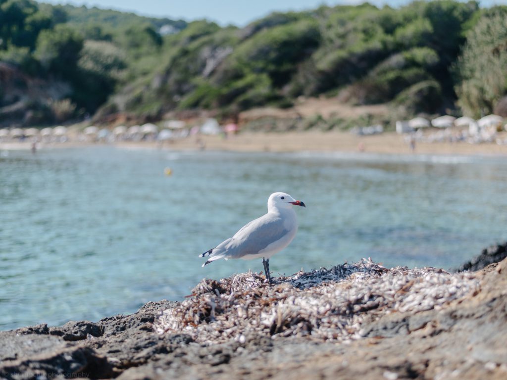 ibiza with kids - our 6 favorite family friendly beaches in santa eularia seagull