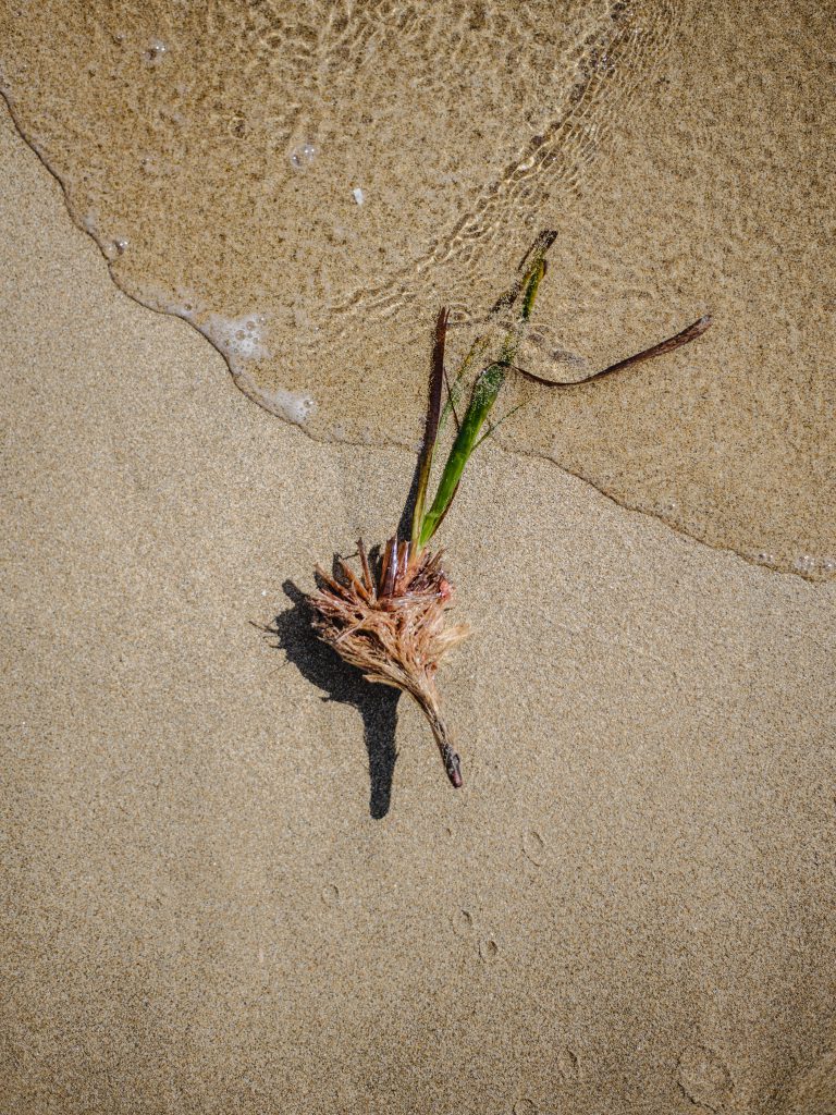 posidonia oceanica plant ibiza with kids - our 6 favorite family friendly beaches in santa eularia Cala pou des lleo beach