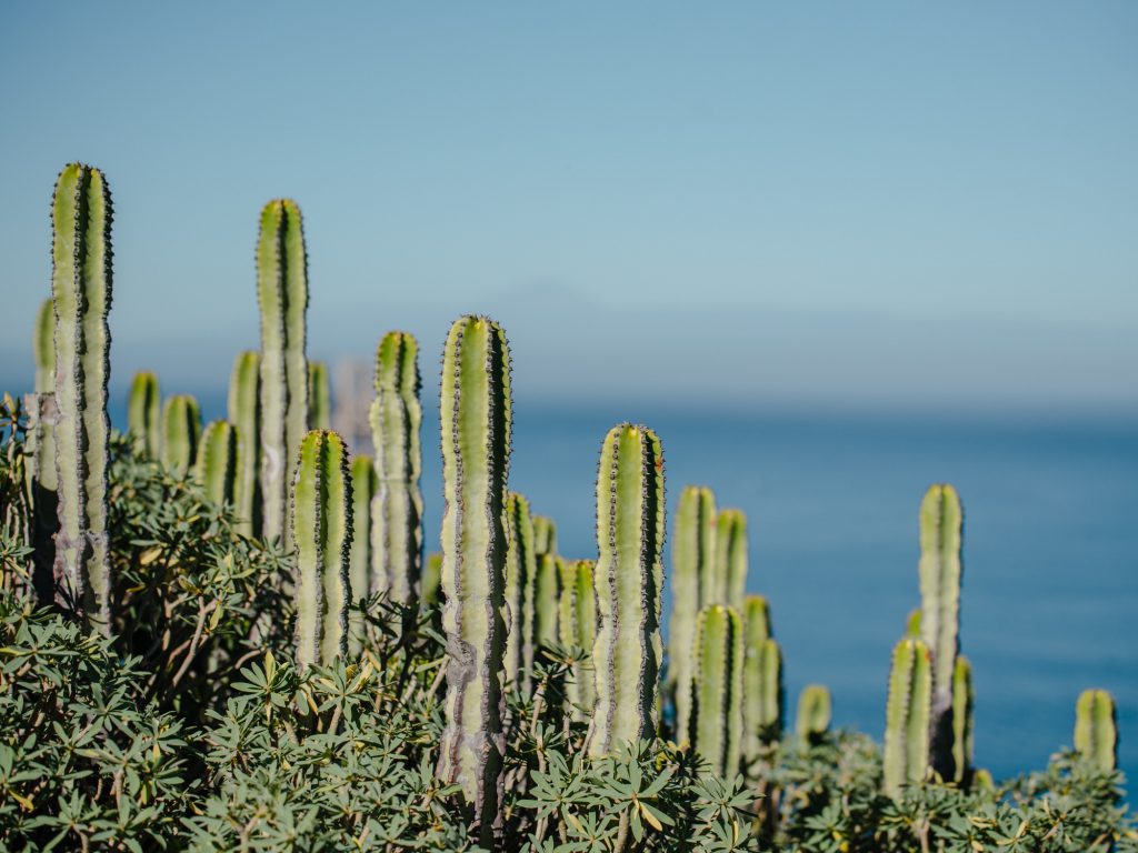 Hiking Gran Canaria with Kids Hike THREE: AGAETE - PLAYA DE GUAYEDRA 