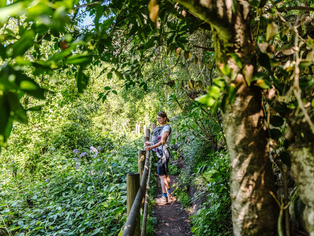 Hiking Gran Canaria with Kids laurel forest