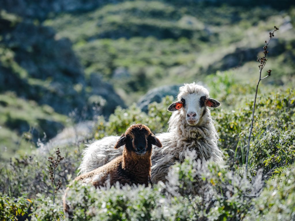 Hike FOUR: AGAETE - ERA DEL CARDON 