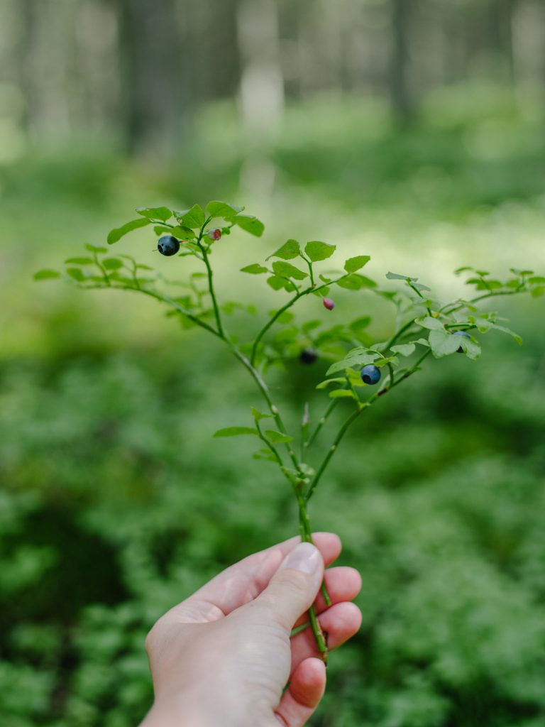 Estonia with baby - our 3 days road trip itinerary blueberry bush