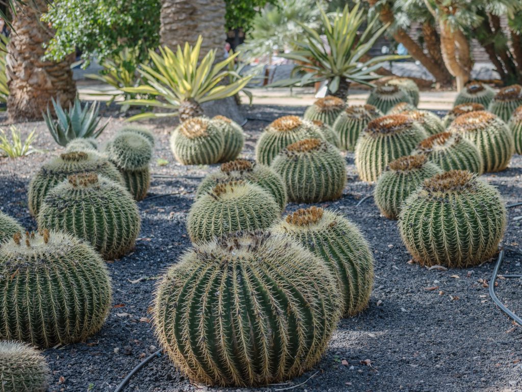 day trip to Santa Cruz de Tenerife with kids