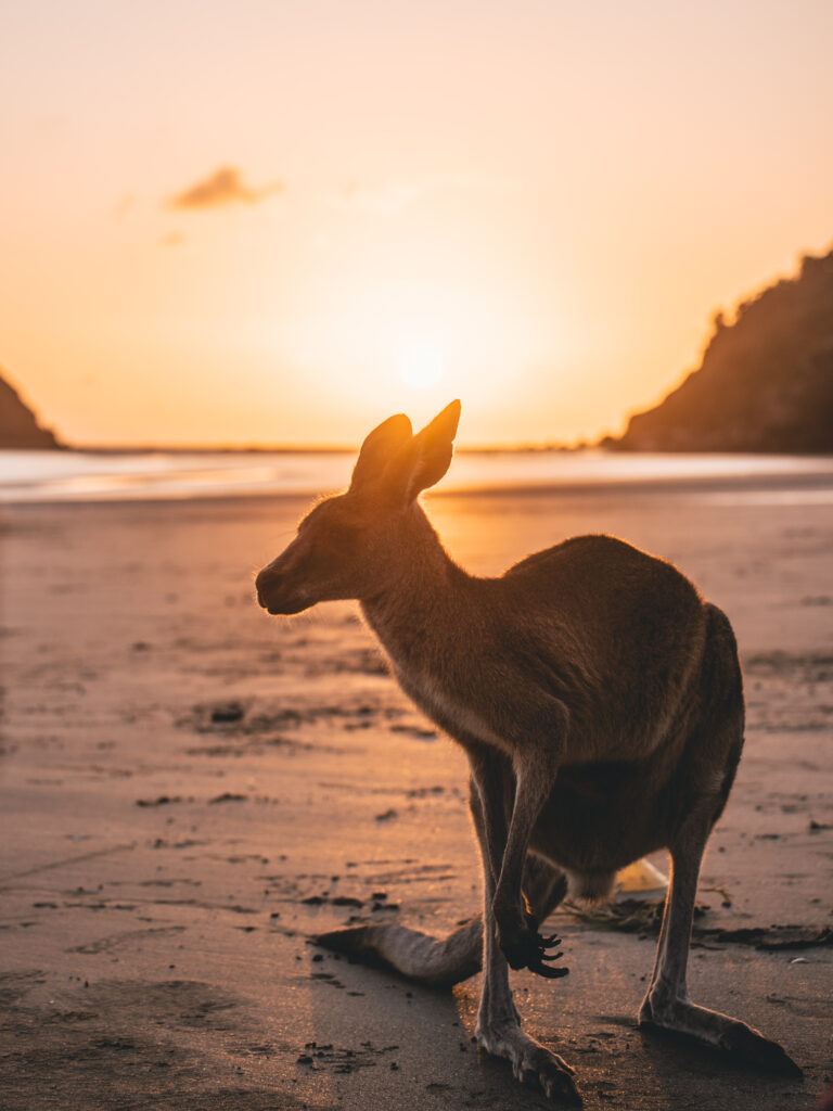 Cape Hillsborough National Park kangaroo on the beach