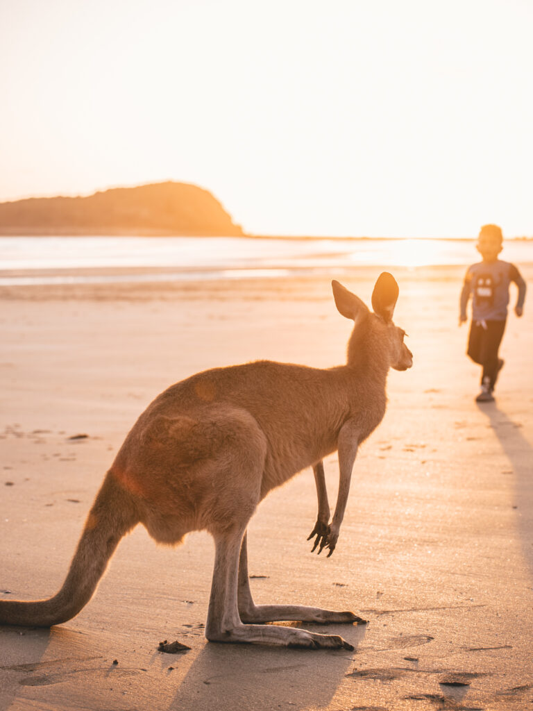 Cape Hillsborough National Park kangaroo on the beach