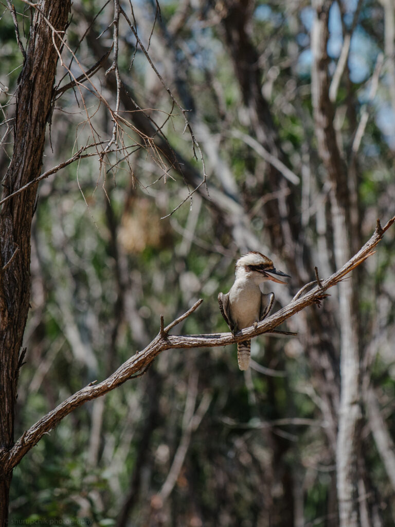 Things to Do and See Along the Way from Yeppoon to Agnes Water