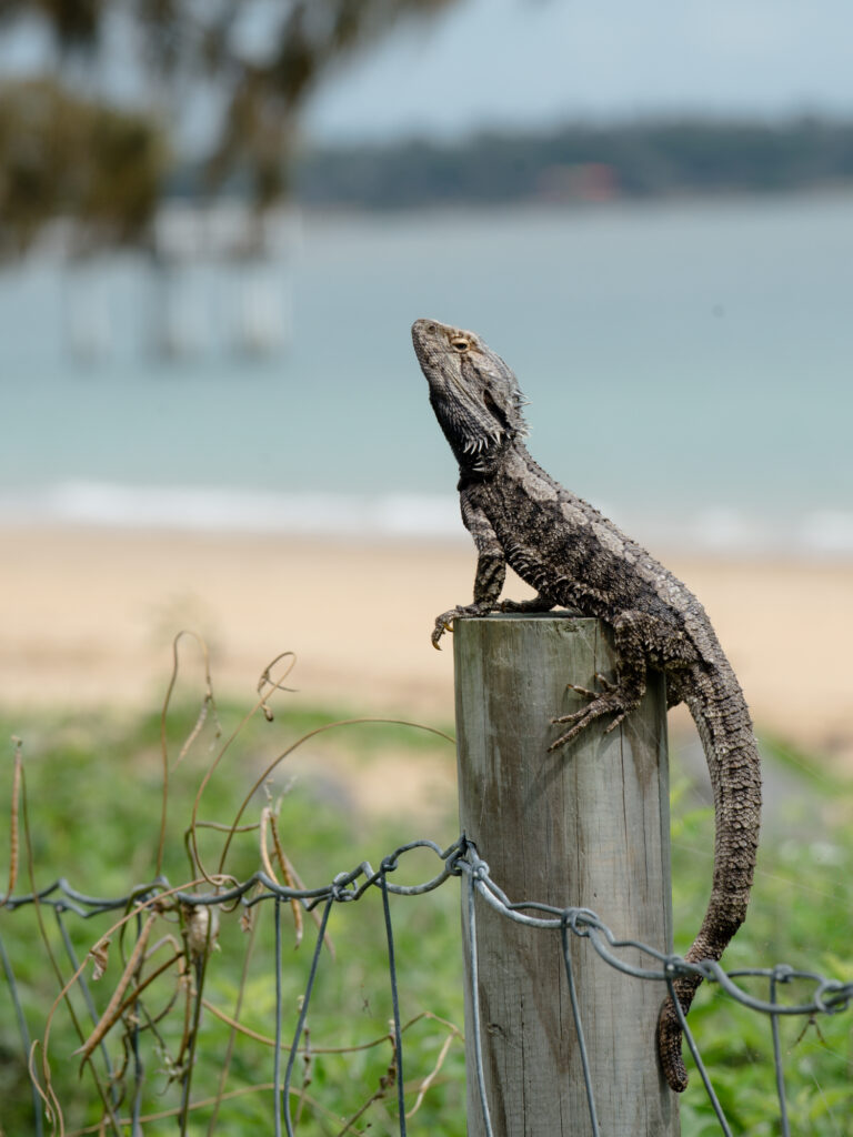 Where to Stay for Families with Kids in Hervey Bay