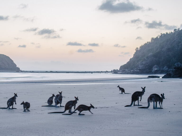 Kangaroos on the Beach at Cape Hillsborough - Things to Know