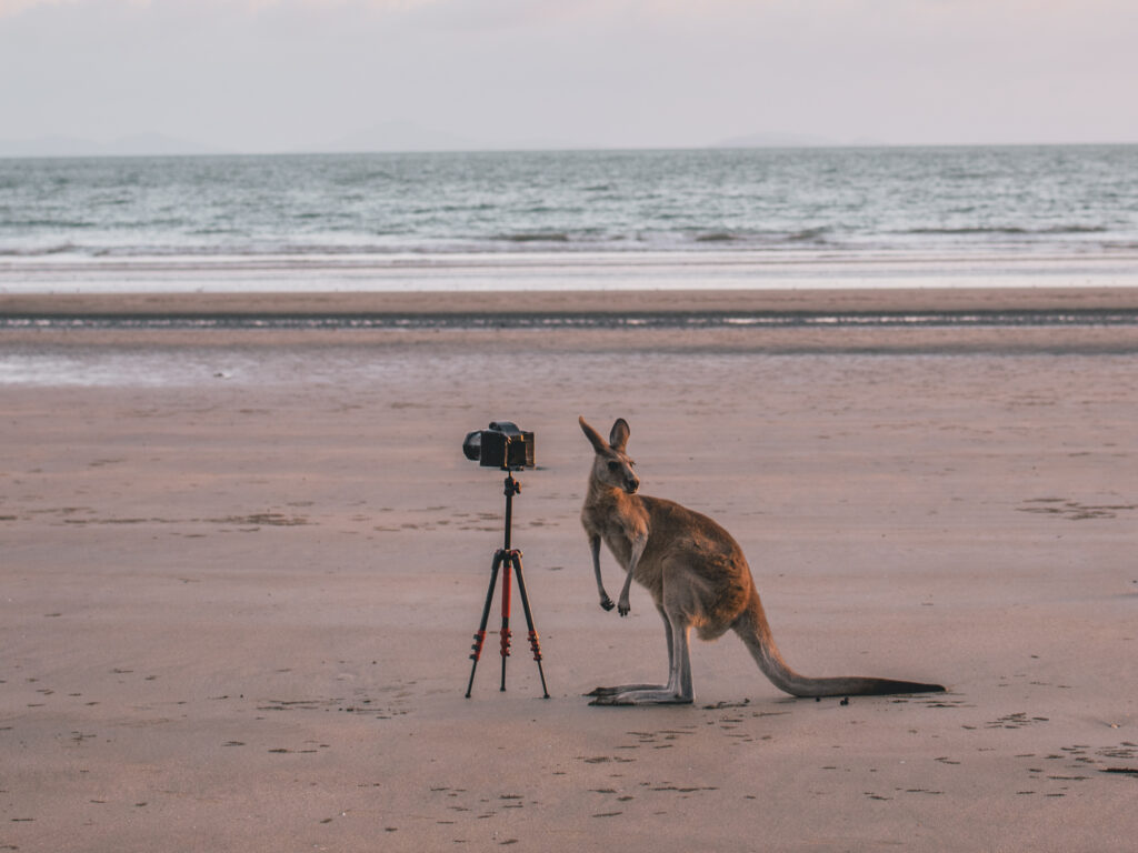 Kangaroos on the Beach at Cape Hillsborough | What You Need to Know Before You go