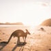 Kangaroos on the Beach at Cape Hillsborough | What You Need to Know Before You go