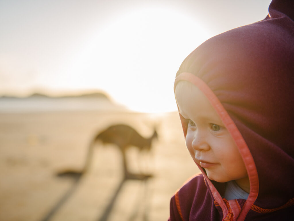 Kangaroos on the Beach at Cape Hillsborough | What You Need to Know Before You go